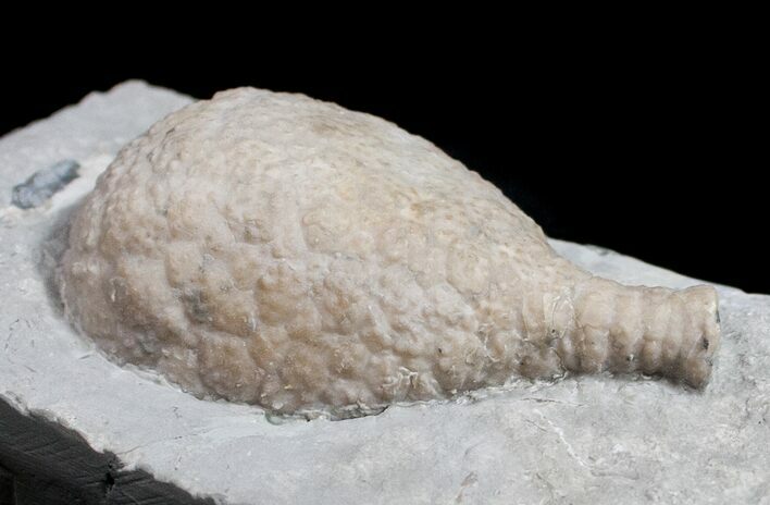 Huge, D Cystoid (Holocystites) From Indiana #11464